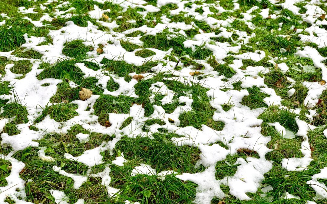 Most Common Winter Lawn Care Issues