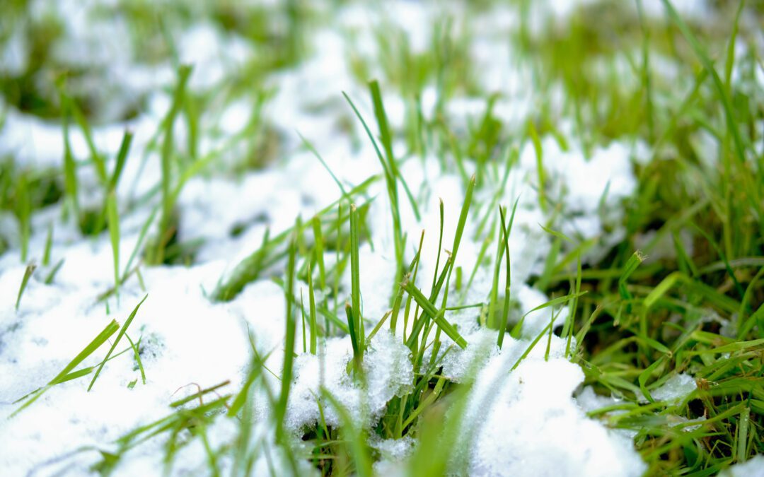 What Does Cold Weather Do To Your Grass?