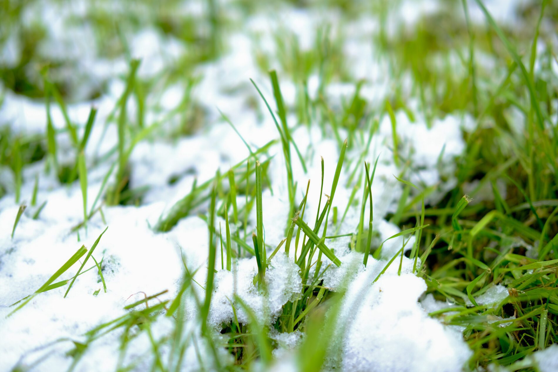 cold-weather-lawn-preparation-best-ways-to-ready-your-lawn