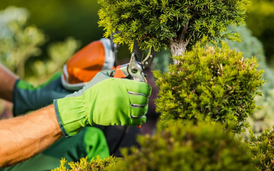 How to Prune Your Trees and Shrubs in Winter