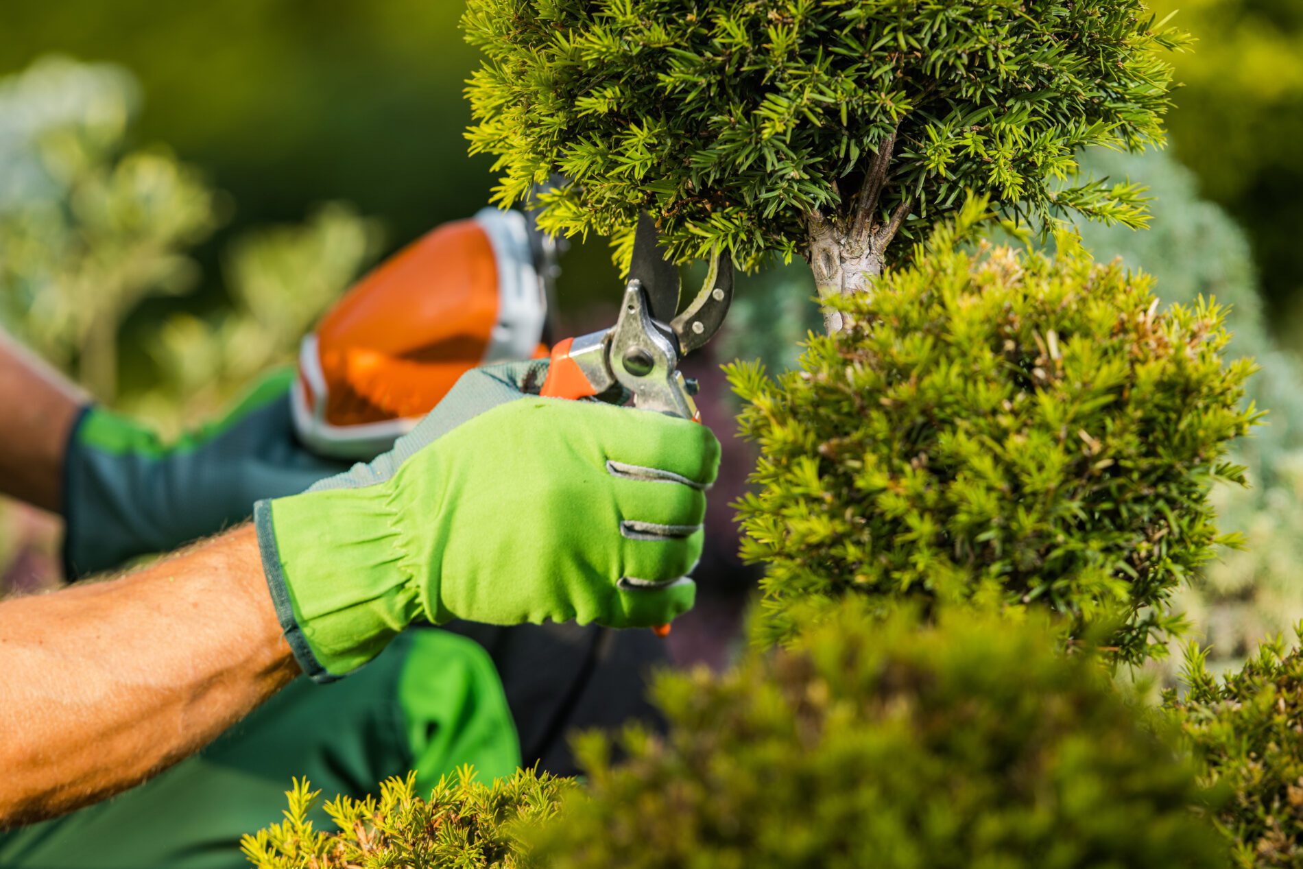 Best Ways to Prune Your Trees and Shrubs in Winter