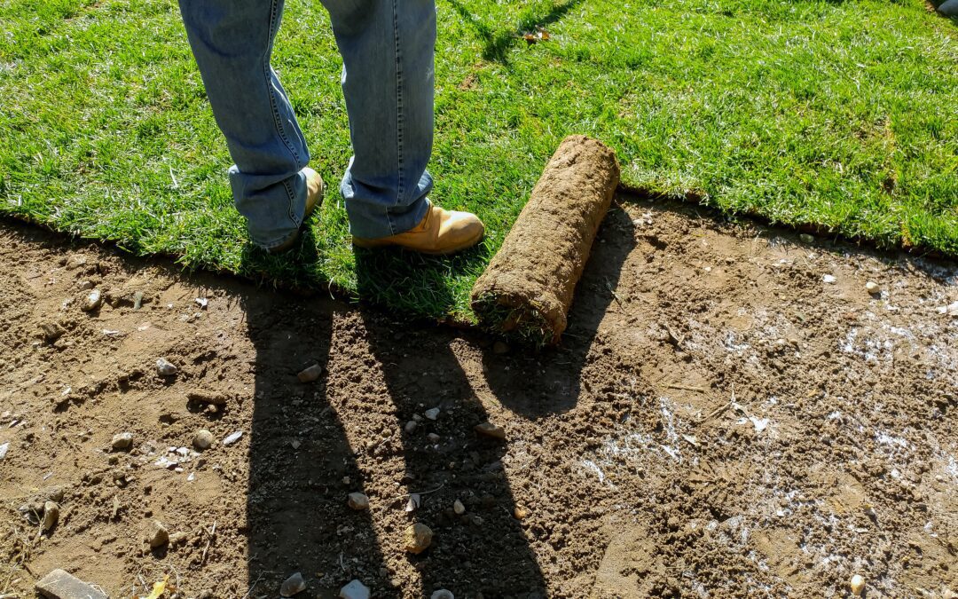 Best Time for Sod Grass Installation: Tips for Success