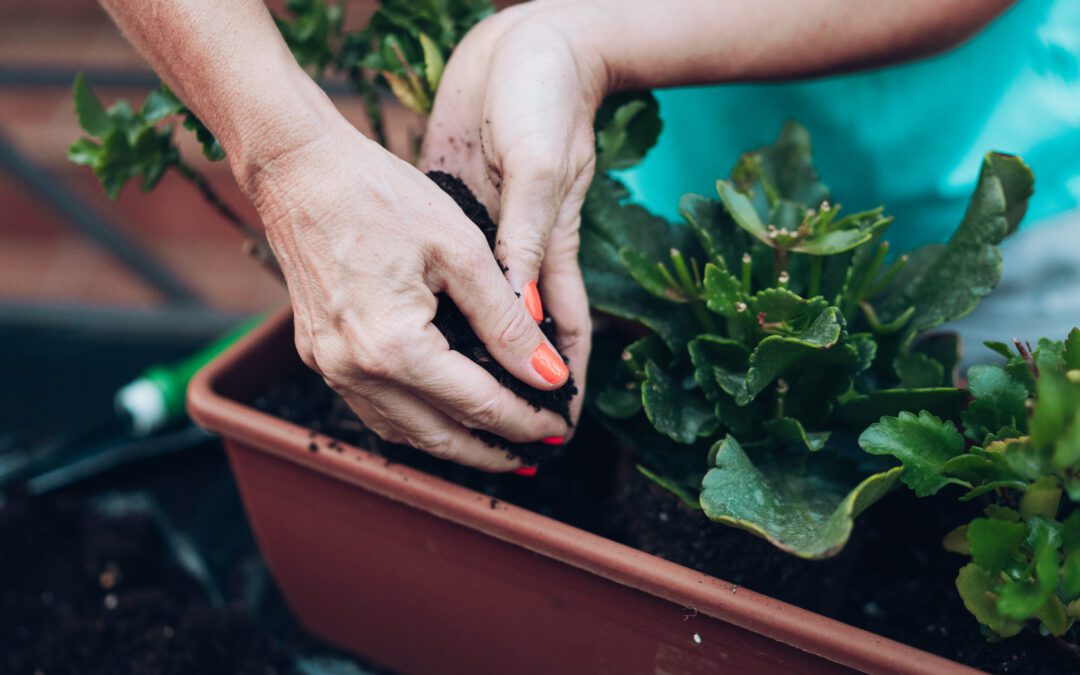 Mulching: Is it Being Green or Sustainable?