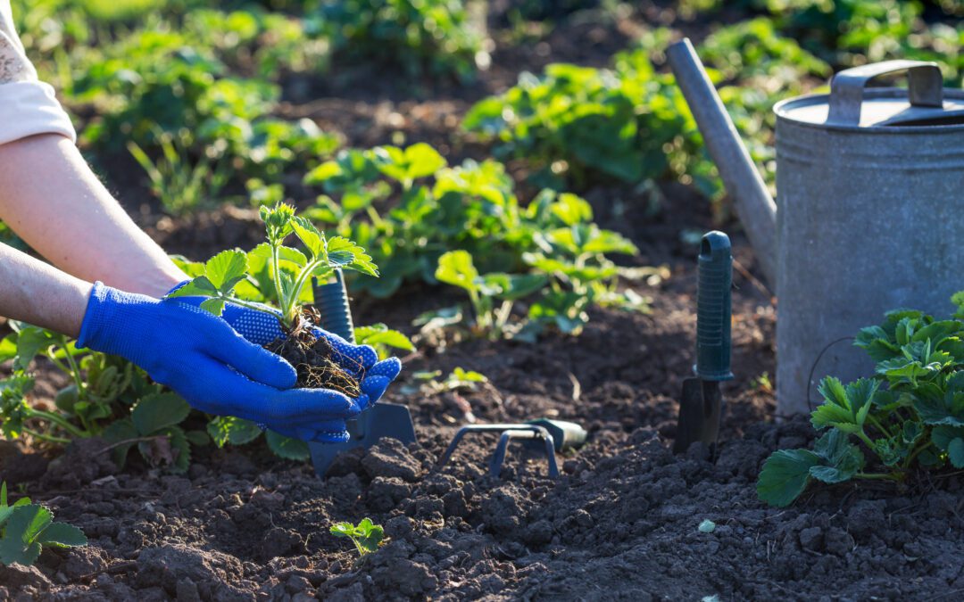 Spring Planting: The Rite of Spring