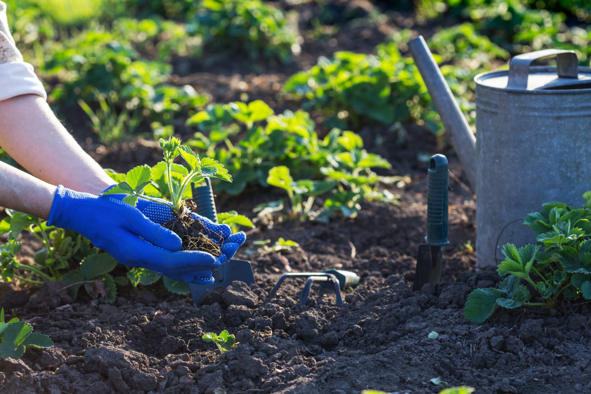 Spring Plpanting 4 Common Spring Planting Benefits - My Neighbor Services