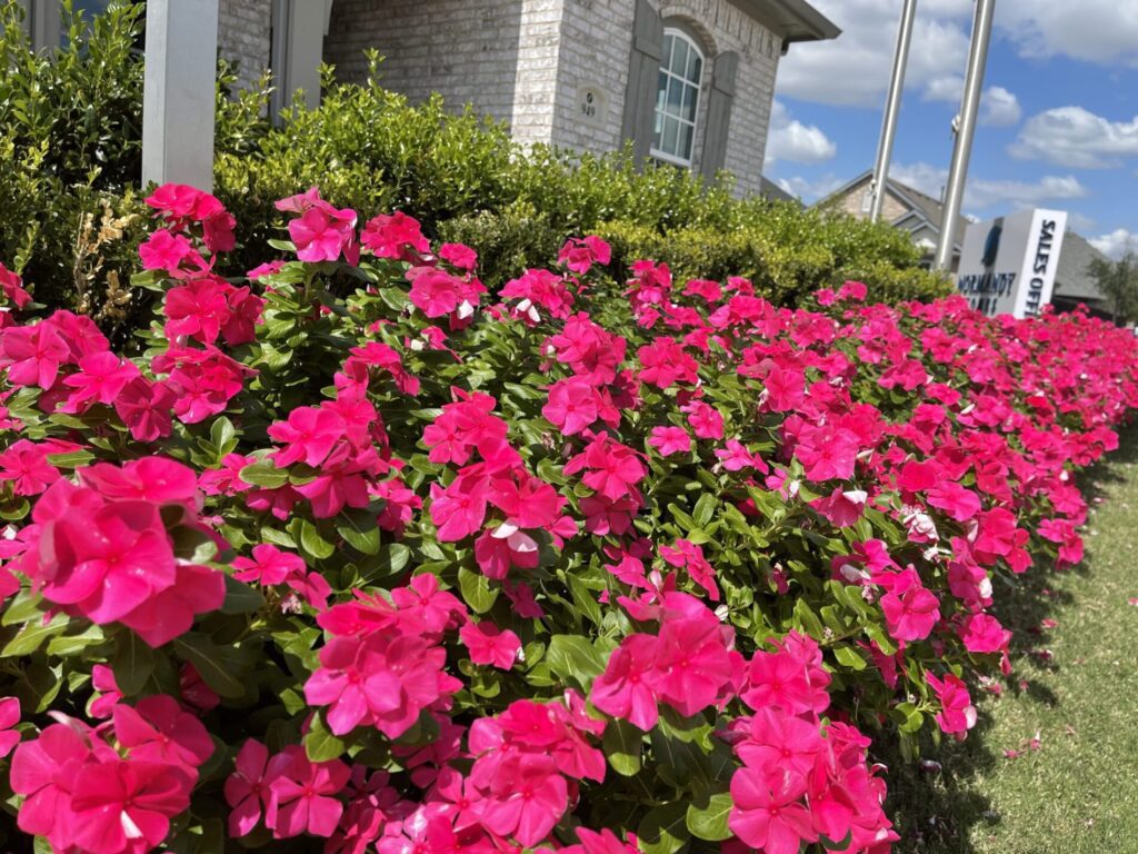 Learn How to Change your Lawn's Color with Annual Flowers