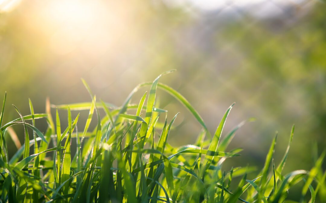 Your Lawn’s Best Defense Against a Tough Summer