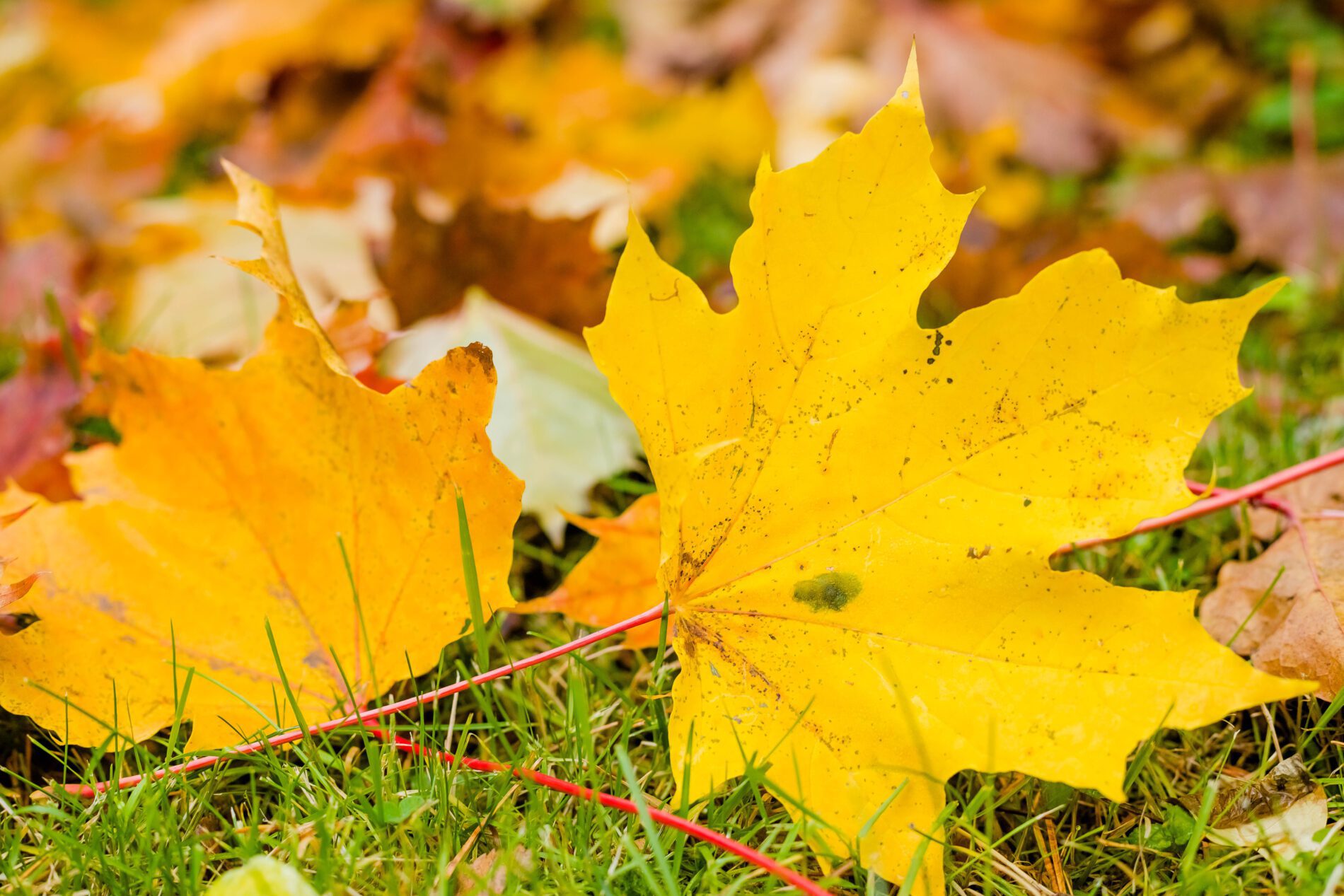 10-basic-fall-lawn-care-tips-my-neighbor-services