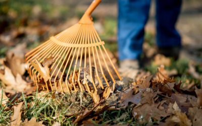 Yard Cleanup: What It Includes and When You Need It