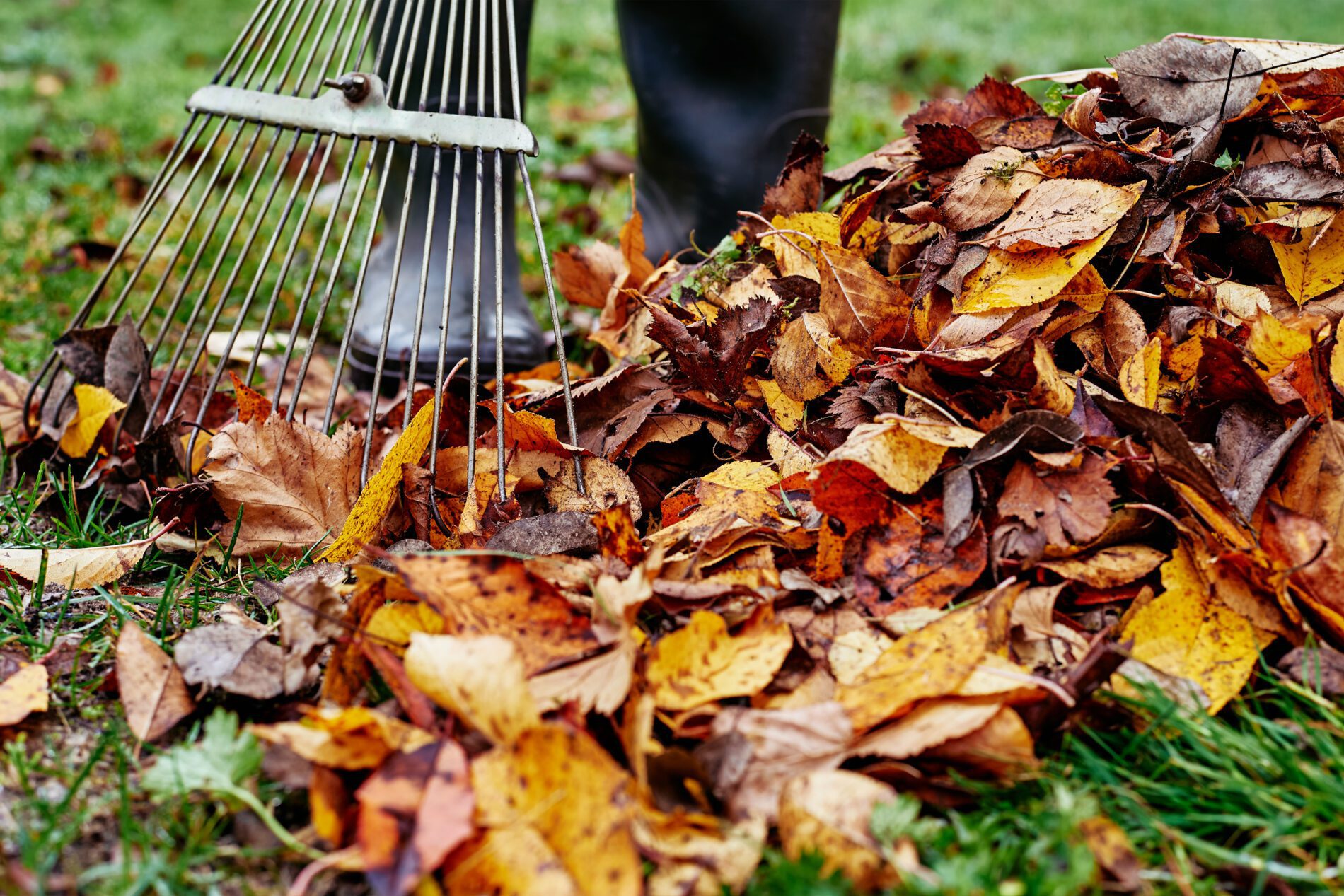 Ultimate Fall Yard Maintenance Tips for a Stunning Outdoors