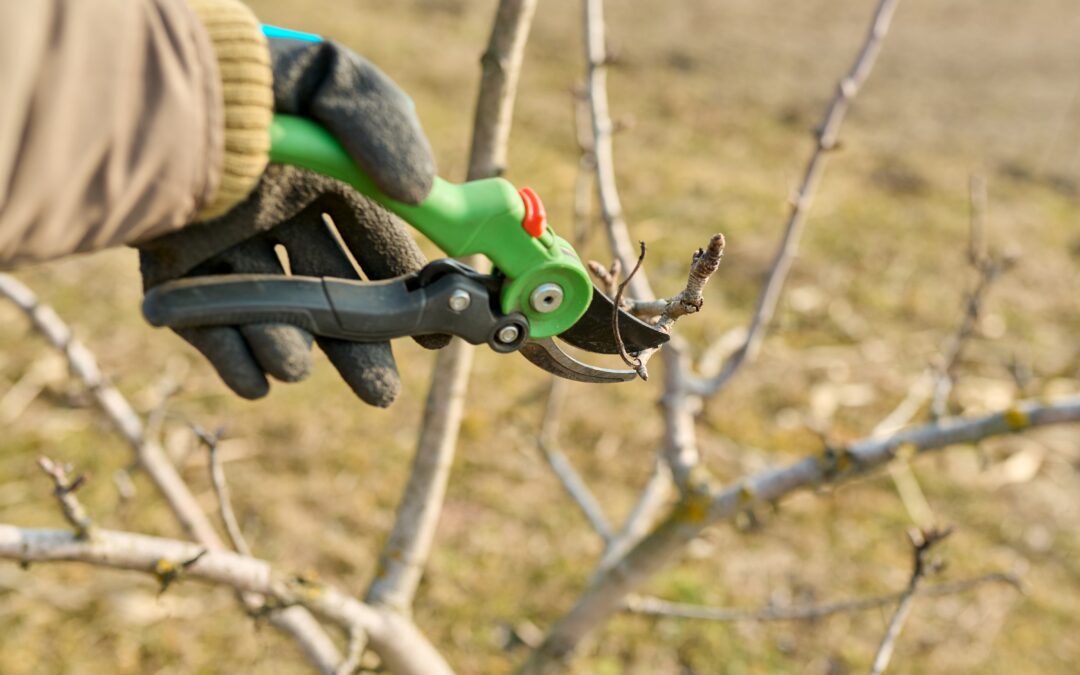 10 Tips for Springtime Pruning – My Neighbor Services