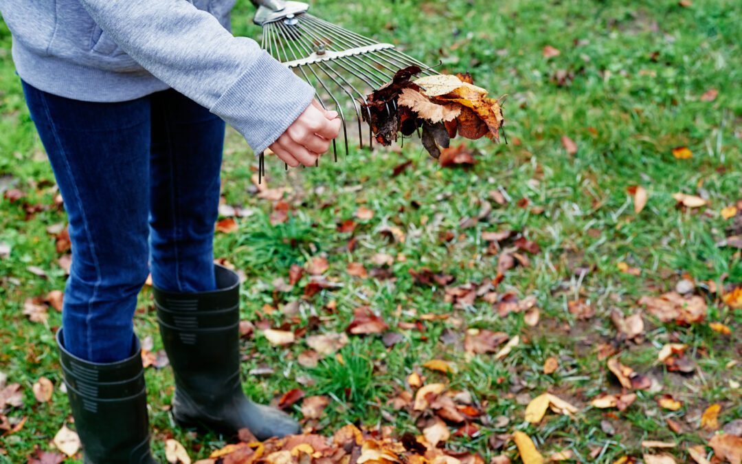 Fall Leaf Clean Up What To Know And Expect