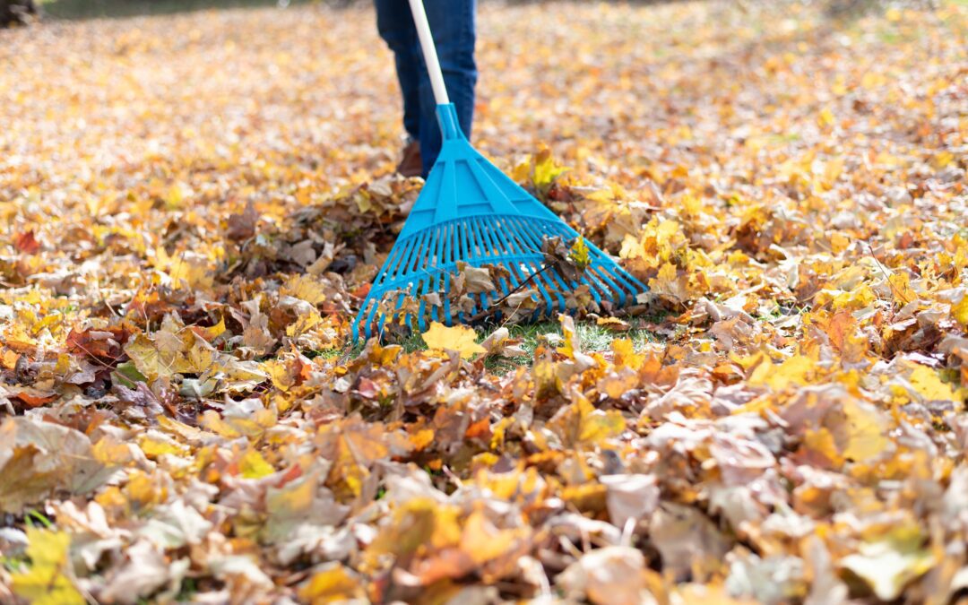 Top 5 Reasons You Should Consider Leaf Clean-up