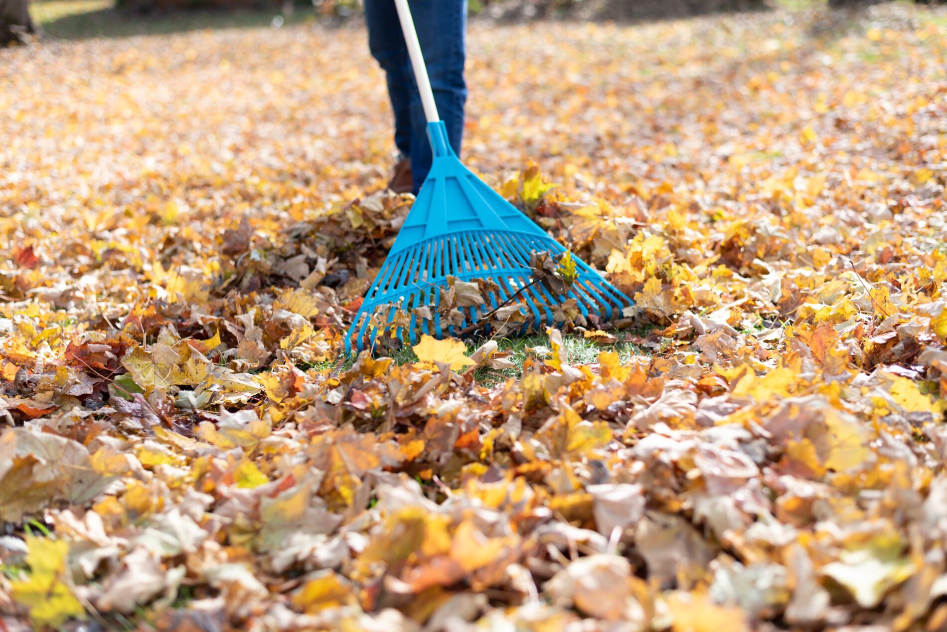 leaf-clean-up-top-5-reasons-you-should-consider