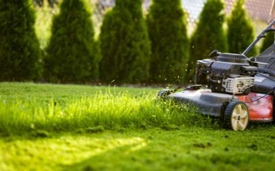 healthy lawn watering in landscaping