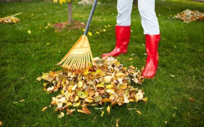 Top-Rated Leaf Cleanup Services With Customer Reviews You Can Trust