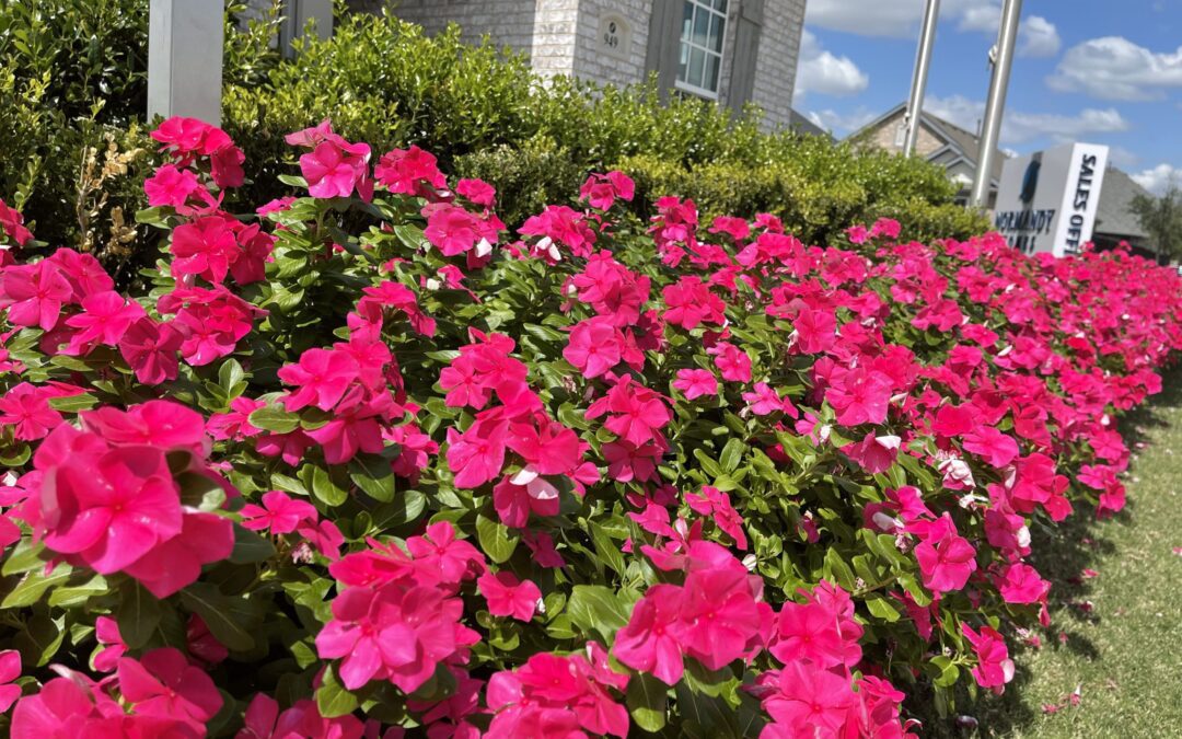 Learn How to Change your Lawn’s Color with Annual Flowers