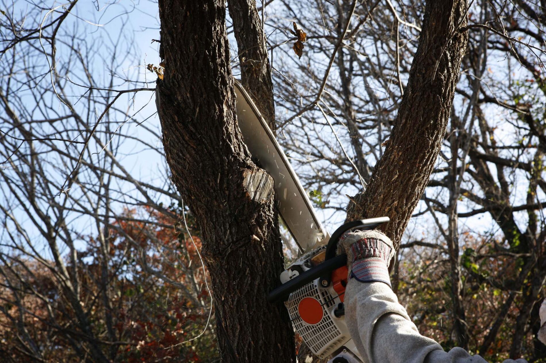 tree trimming pruning