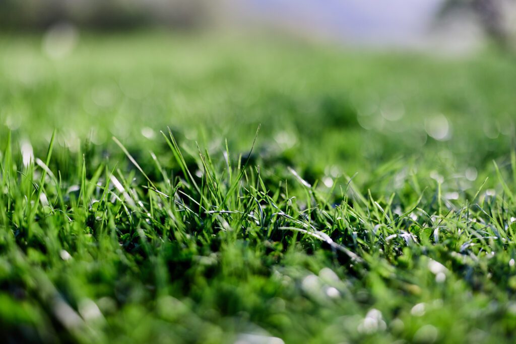 7 Secrets To A Green, Lush And Healthy Lawn This New Year