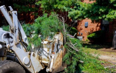 Signs You Need Tree Removal (and When Waiting Is Smarter)