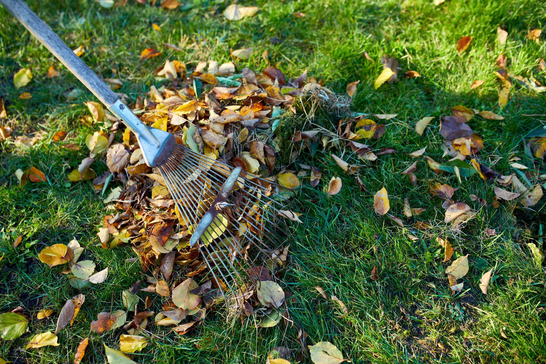 leaf-clean-up-services-why-it-s-essential-for-your-yard