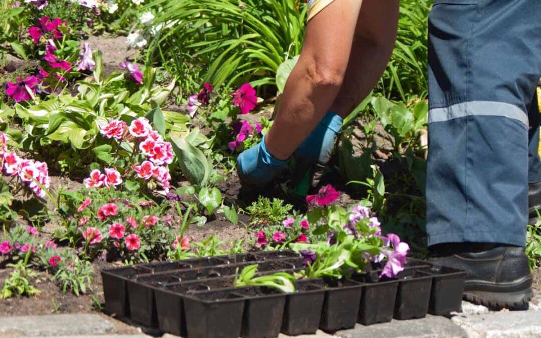 Flower Bed Services: 2023 Tips on How to Get It Ready