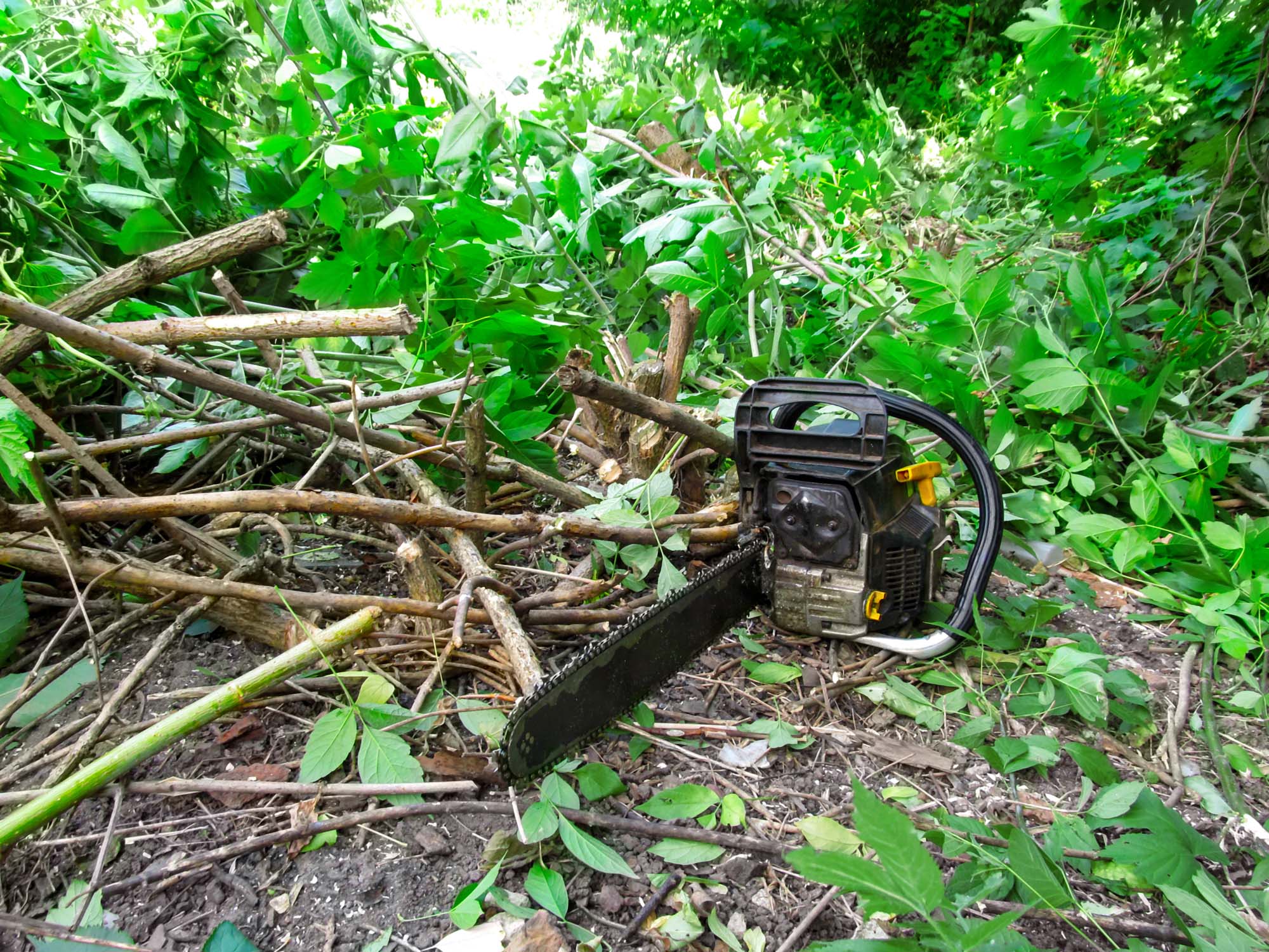 Best Bush Removal Service in Texas - My Neighbor Services Best Bush Removal Service in Texas - My Neighbor Services