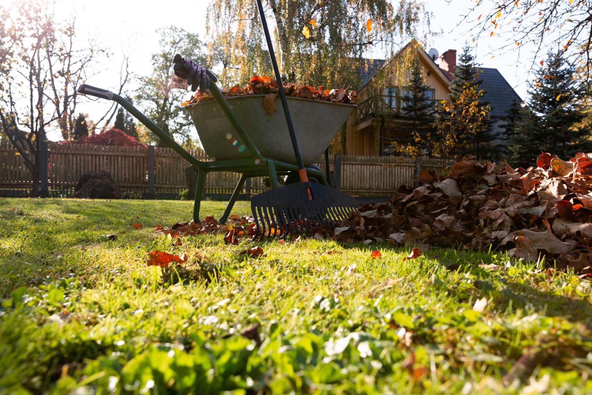 Best Company on Tree Pruning in Texas - My Neighbor Services Best Company on Tree Pruning in Texas - My Neighbor Services