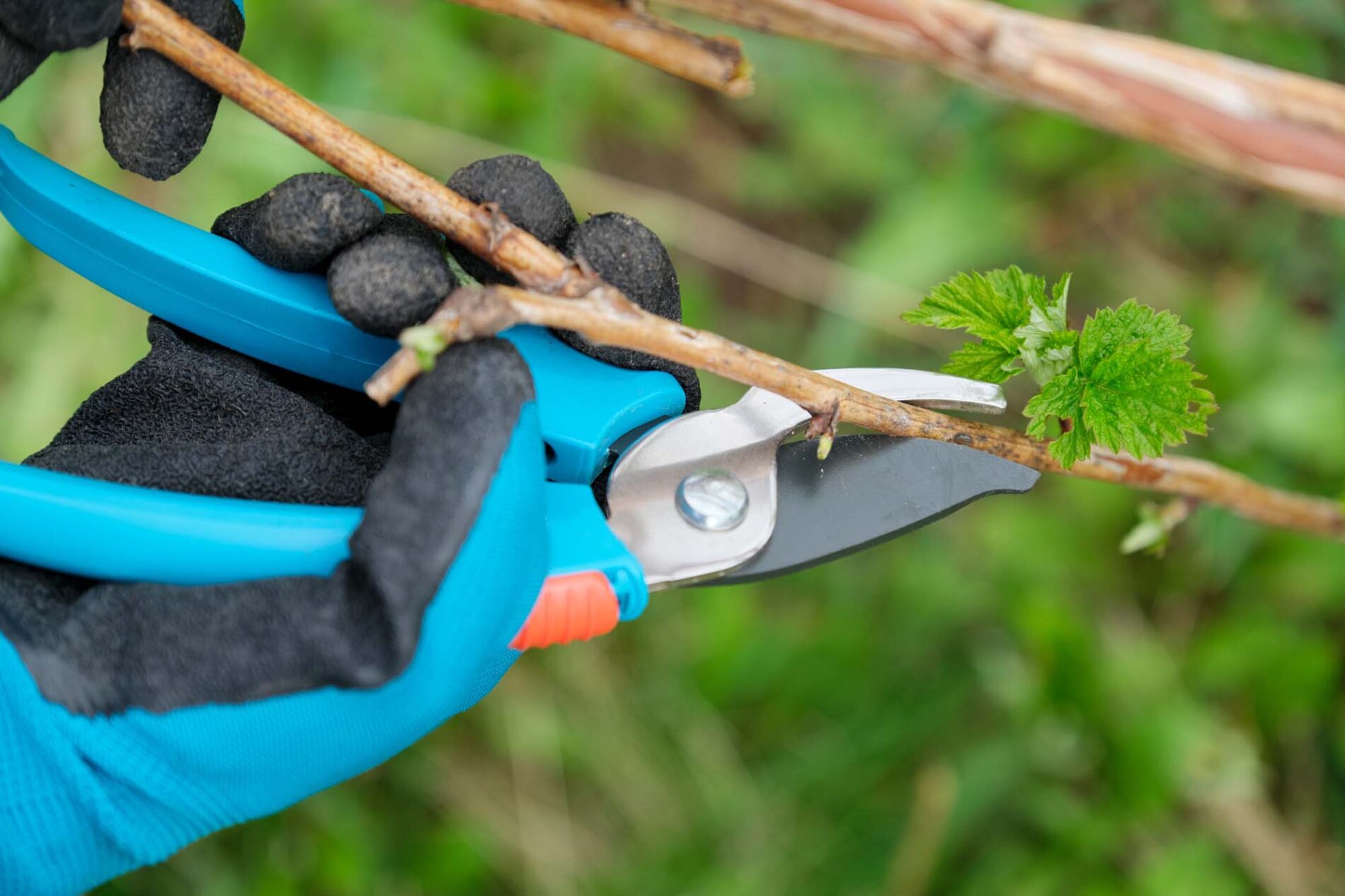 Best Company on Tree Trimming in Texas - My Neighbor Services Best Company on Tree Trimming in Texas - My Neighbor Services