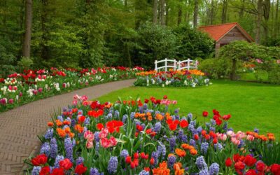 Lucas TX Landscaping Services: How Often Should You Schedule Lawn Care?