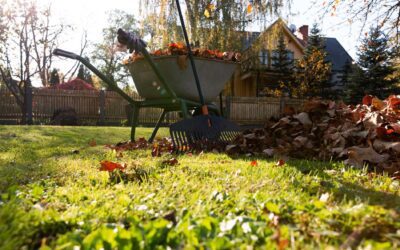 Lucas Landscape Services: What Makes MNS the Top Choice in TX Lawn & Landscape Design?