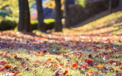 Weekly And Bi-weekly Mowing Service in Tx - My Neighbor Services Weekly And Bi-weekly Mowing Service in Tx - My Neighbor Services