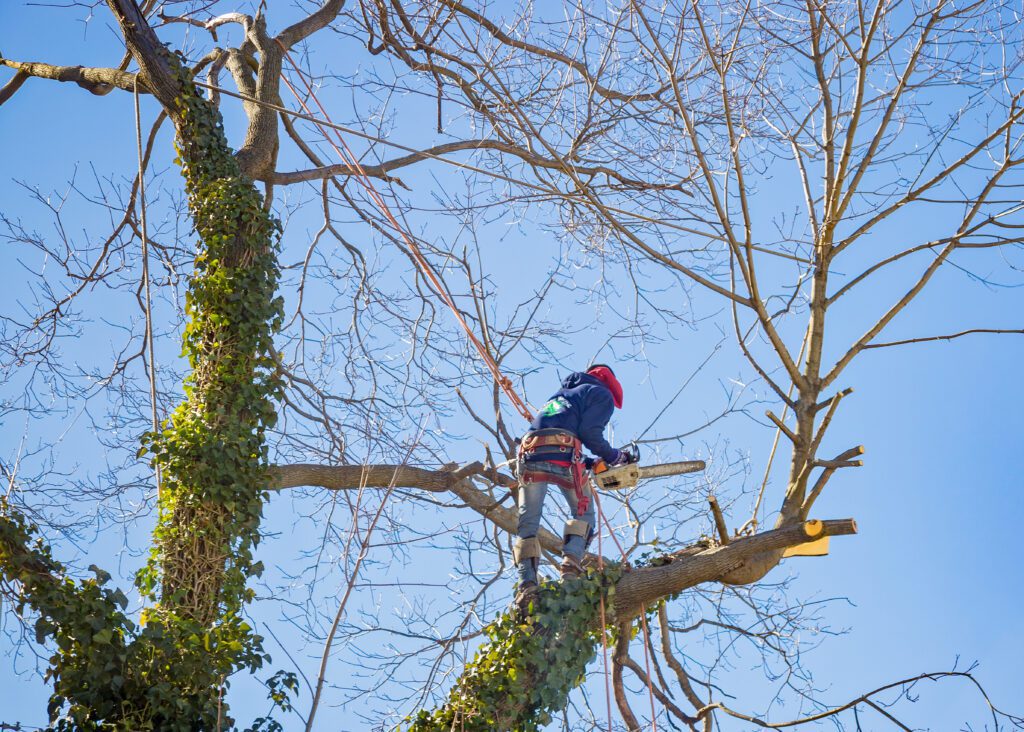 Best Tree Service in McKinney Texas - Discover My Neighbor Services