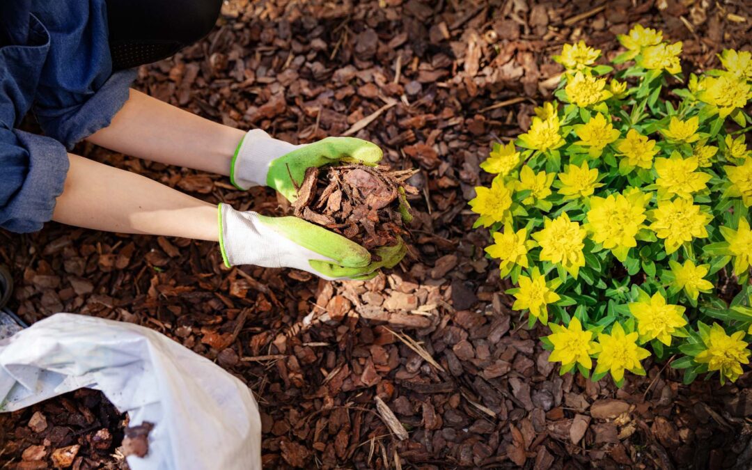 Growing Excellence: My Neighbor Services Sets the Bar for Allen Mulch!