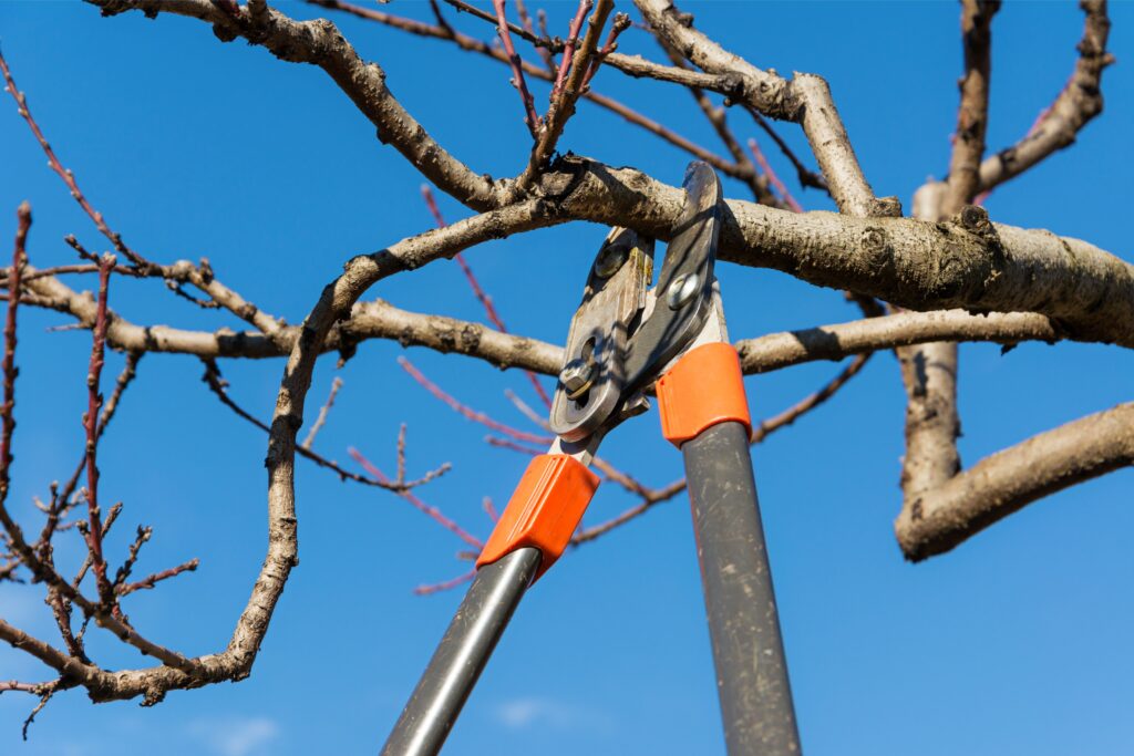 5 Must-Know Tips for Perfect Tree Pruning in Allen TX A Homeowner's Guide