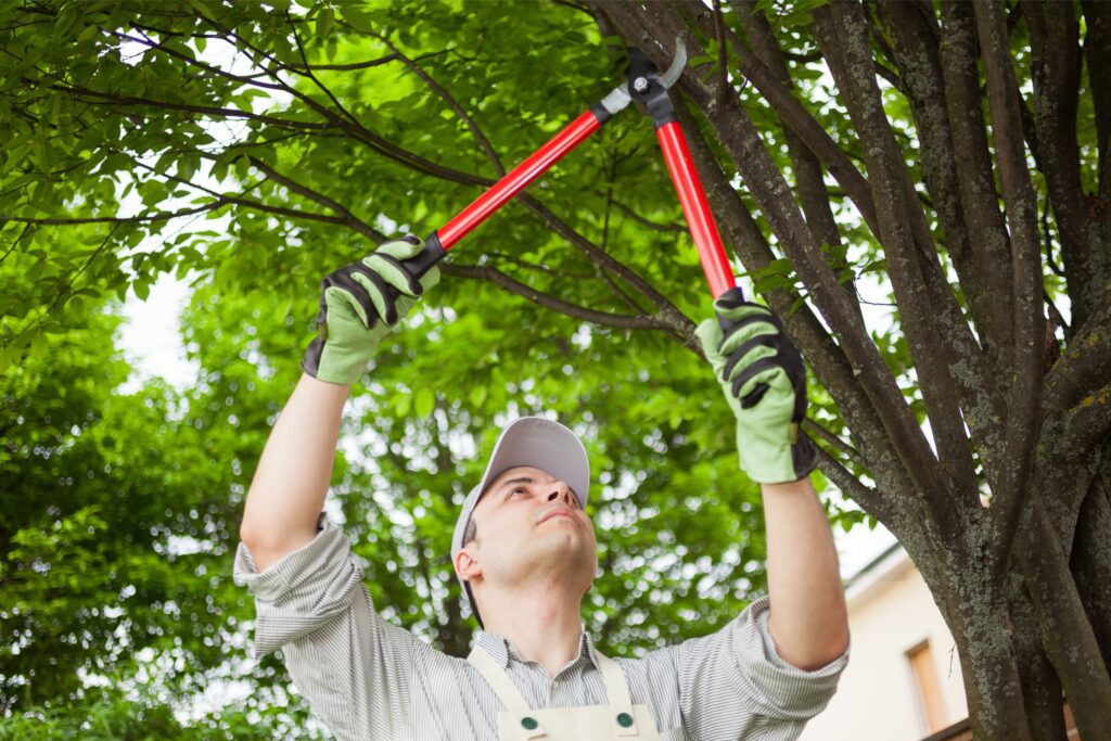 5 Must-Know Tips for Perfect Tree Pruning in Allen TX A Homeowner's Guide