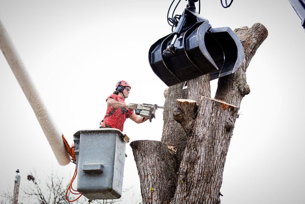 5 Signs Your Trees Need Allen Tree Service - Best Tree Serives