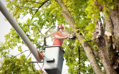 5 Signs Your Trees Need Allen Tree Service ASAP: Don’t Wait Until It’s Too Late!