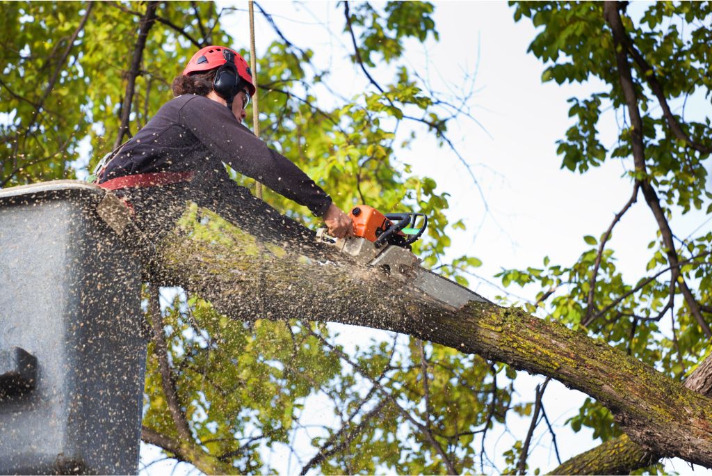 5 Vital Reasons Why Tree Removal Allen Is Essential for Your Property's Safety