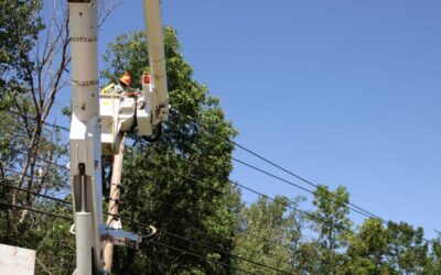 What Is The Cheapest Time of Year for Tree Removal? (Save More With Smart Timing)