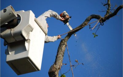 Allen Tree Removal: DIY vs. Professional Services – What’s Right for You?