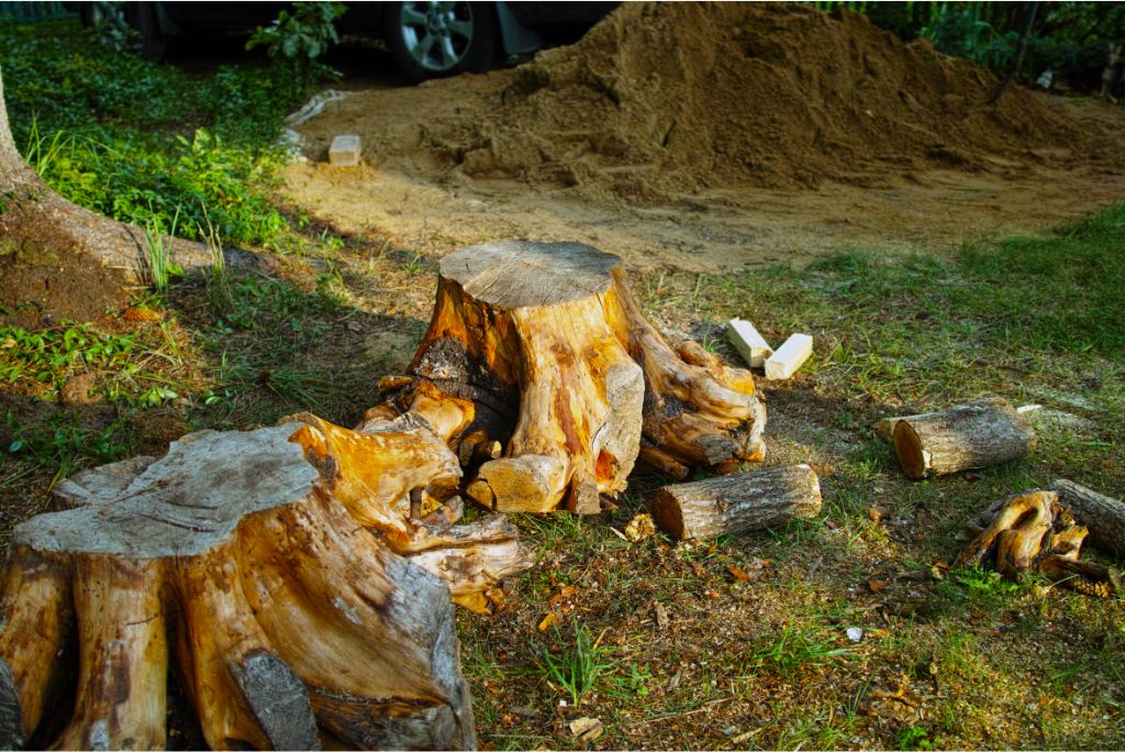 Signs It's Time for Tree Removal in Allen TX Protect Your Property Now!