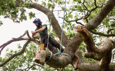 Signs It’s Time for Tree Removal in Allen TX: Protect Your Property Now!