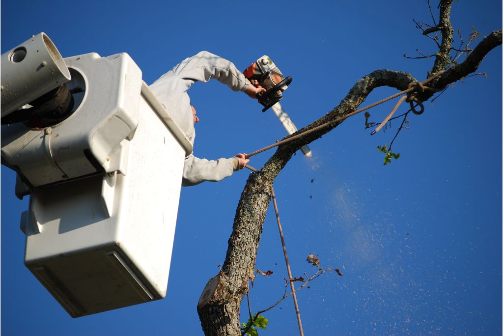 Unlocking the Secrets of Tree Health Expert Tips from Trusted Tree Service Allen