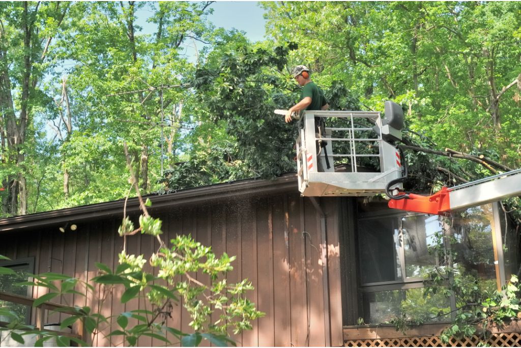 Unlocking the Secrets of Tree Health Expert Tips from Trusted Tree Service Allen