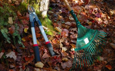 Top-Rated Leaf Cleanup Services With Customer Reviews You Can Trust