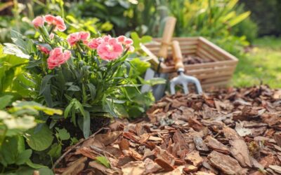 Lawn Weed Control Allen TX: Effective Solutions
