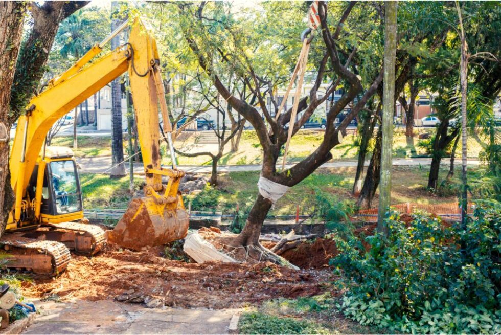 No.1 Best Commercial Tree Removal Services - My Neighbor Services