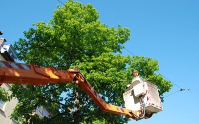 How to Choose a Commercial Tree Care Service Provider That Protects Your Property and Value