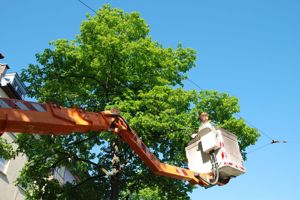 Commercial Tree Trimming Services My Neighbor Services 1